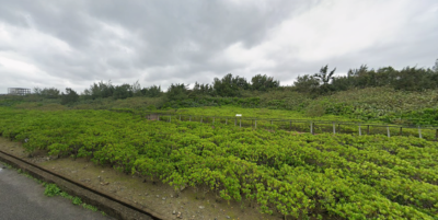 圖三、大園濕地保安林內許厝港為國家級重要濕地，具有形成海岸防風林與紅樹林(水筆仔)複層林結構(新竹分署提供)。 (1)